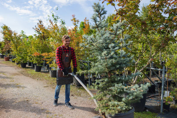 Ocean City, NJ  Tree Services Company